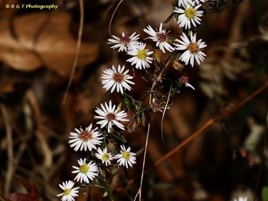 {Symphyotrichum racemosum}